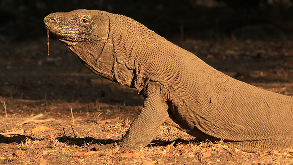2018-72-11504 - Komodo Dragon