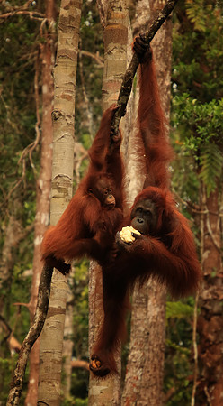 2018-72-8865 - Two Orangutans
